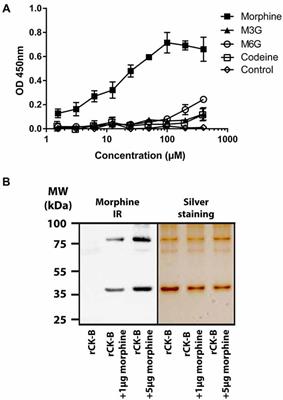 Morphine Binds Creatine Kinase B and Inhibits Its Activity